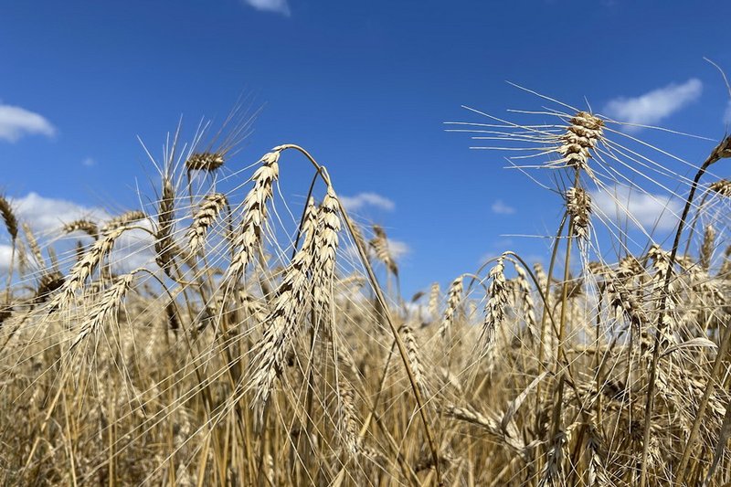 Пилотный проект по цифровой прослеживаемоcти семян запустили в Казахстане