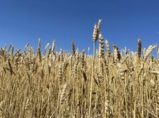 Фермеры юга Казахстана могут застраховать посевы от засухи