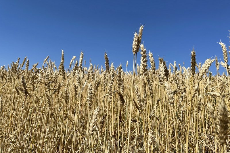 Фермеры юга Казахстана могут застраховать посевы от засухи