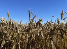 Прогноз цен на пшеницу дали в Казахстане