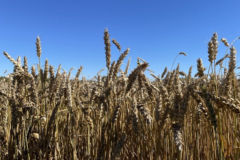 Прогноз цен на пшеницу дали в Казахстане