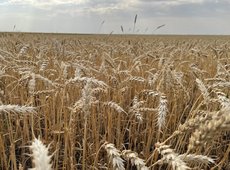 Ростом долгов по субсидиям перед фермерами обеспокоены депутаты