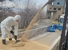 Резерв кормов формируют в Туркестанской области