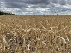 Аграрии просят установить цены закупа пшеницы от 110 тыс. тенге за тонну