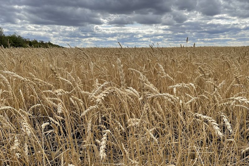 Аграрии просят установить цены закупа пшеницы от 110 тыс. тенге за тонну