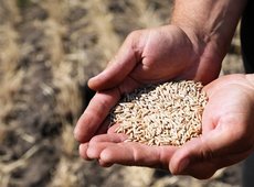 Прием заявок на субсидирование семян начался в СКО