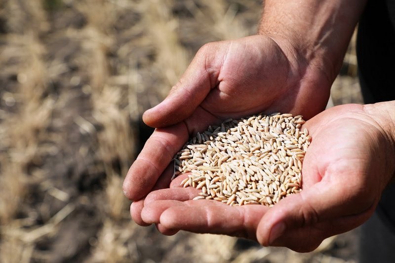 Прием заявок на субсидирование семян начался в СКО