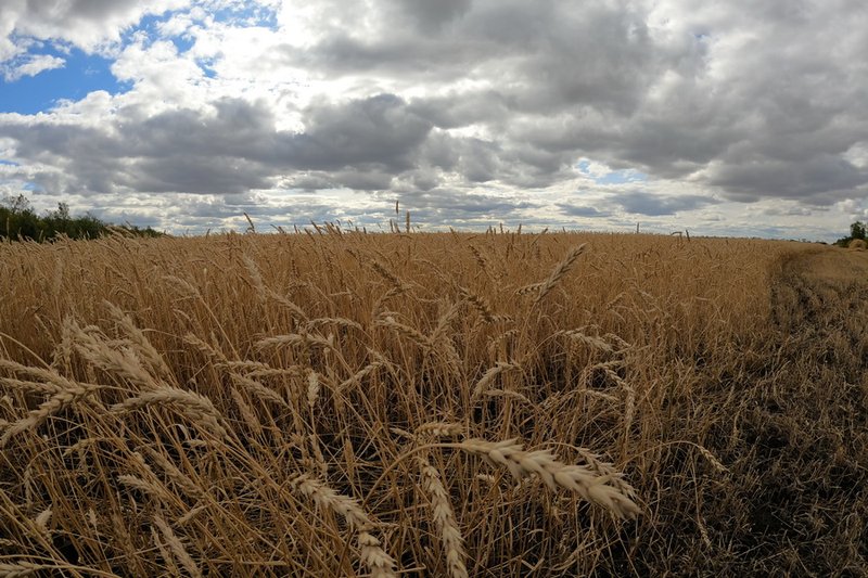 КАФ профинансирует приобретение мобильных зерносушилок