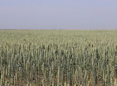 Средний урожай зерна прогнозируют в Казахстане