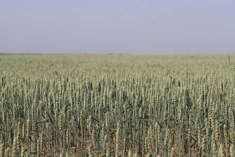 Средний урожай зерна прогнозируют в Казахстане