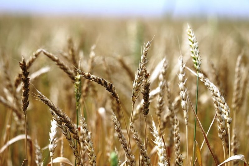 Схему «серого» импорта зерна выявили в Костанайской области