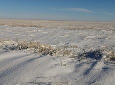 Пшеницу в Костанайской области засыпало снегом