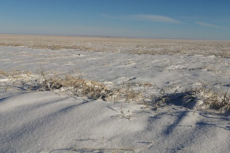 Пшеницу в Костанайской области засыпало снегом