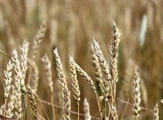 Продкорпорация приостановила прием заявок на субсидирование экспортеров зерна