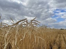 Посевы пшеницы в Казахстане сократят на 400 тыс. га