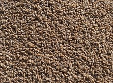 Продкорпорация начинает поставки пшеницы в Северную Африку