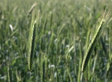 Казахстан сократил посевы пшеницы на 450 тыс. га