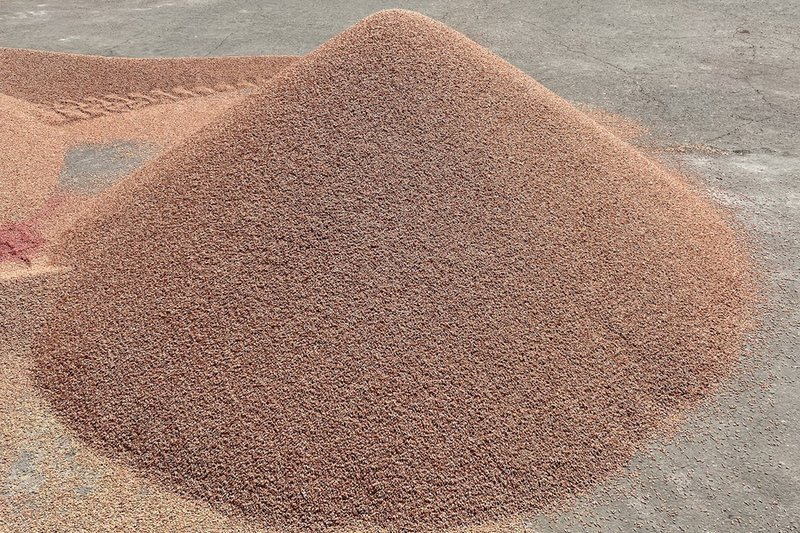 Семена пшеницы в Казахстане продают по 150-200 тыс. тенге за тонну
