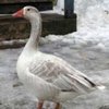 Гуси Псковские лысые (Geese Pskov bald)