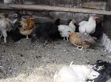 Более 2 тыс. голов домашней птицы погибло в Павлодарской области