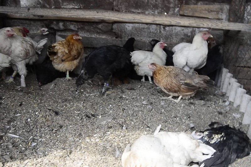 Более 2 тыс. голов домашней птицы погибло в Павлодарской области