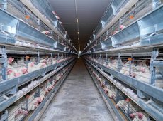 Птицефабрику мощностью 72 млн яиц в год запустили в Шымкенте