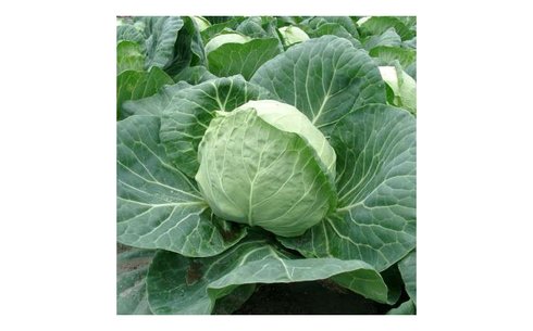 Капуста белокочанная сорт Пушма РЦ