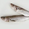 Солтүстік путассу (Blue whiting)