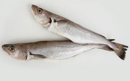 Солтүстік путассу (Blue whiting)