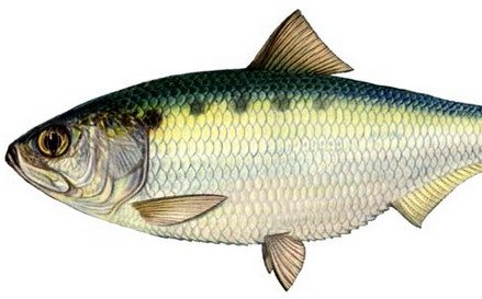 Каспийский пузанок (Caspian shad)