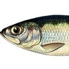 Үлкен көзді Қарынсау (Big-eyed shad)