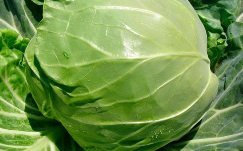 Капуста белокочанная сорт Рапидион