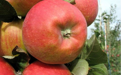 Яблоня сорт Реанда