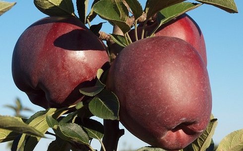 Яблоня сорт Ред Кап