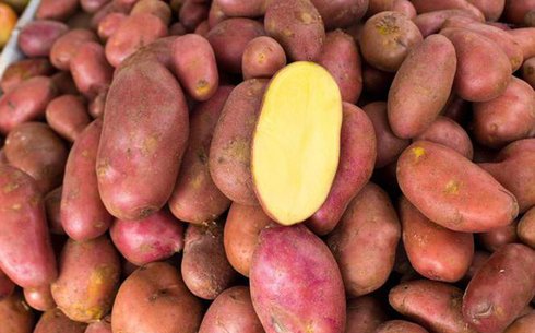 Картофель сорт Ред Скарлет