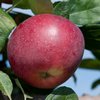 Яблоня сорт Ред Девил