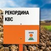 Свекла сахарная сорт РЕКОРДИНА KBC