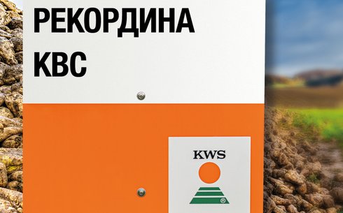 РЕКОРДИНА KBC қант қызылшасы сұрпы