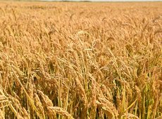 Новые технологии на полях внедряют фермеры Кызылординской области