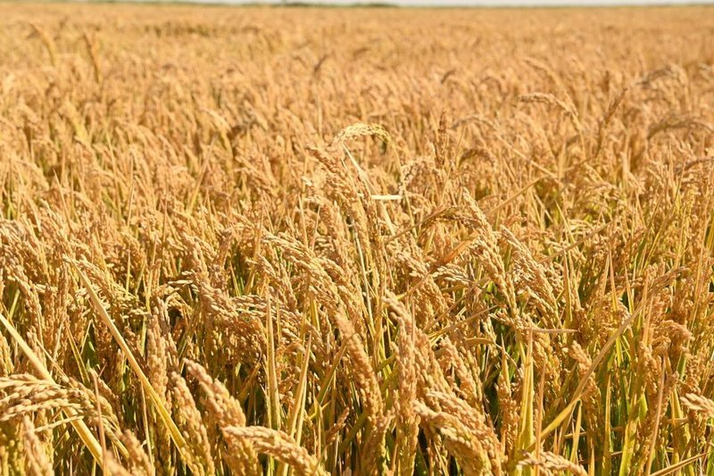 Новые технологии на полях внедряют фермеры Кызылординской области