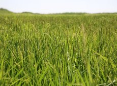 В Казахстане продолжат сокращать посевы влагоемких культур