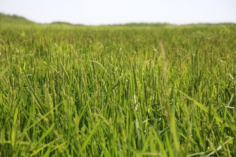 В Казахстане продолжат сокращать посевы влагоемких культур