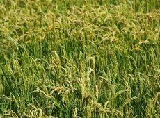 Правительство выделило 1 млрд тенге на полив в Кызылординской области