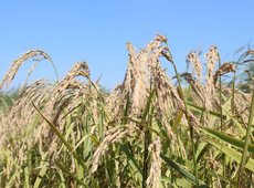 Новый сорт риса презентовали в Казахстане