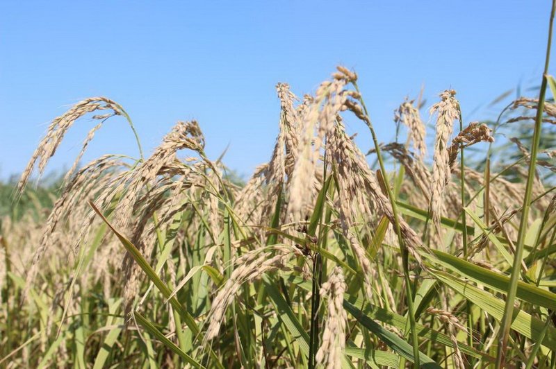 Новый сорт риса презентовали в Казахстане