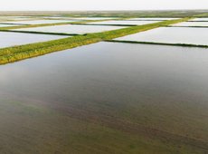 Рисовые поля незаконно поливали на юге Казахстана