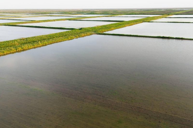 Рисовые поля незаконно поливали на юге Казахстана