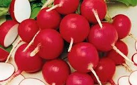 Редис сорт Рокстар