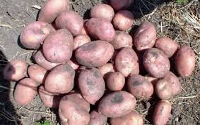 Картофель сорт Романо