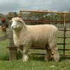 Ромни-марш қой тұқымы (Romney marsh sheep)